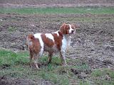 EPAGNEUL BRETON - SALE  107